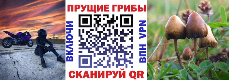 наркота  Клин  Псилоцибиновые грибы MAGIC MUSHROOMS 